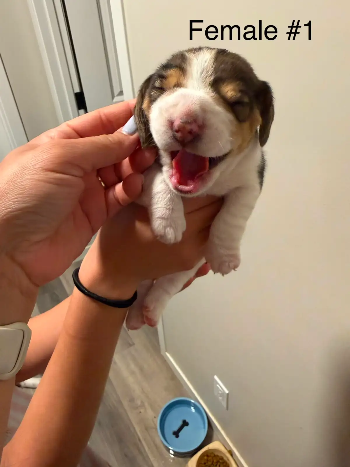Beagle
